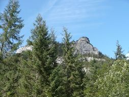 green trees near the tatras on a sunny day