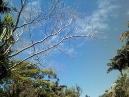 branches of different trees against a blue sky