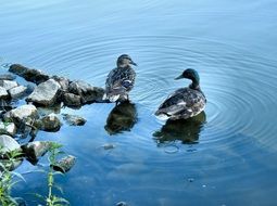 Colorful Waterfowls in a river with stones