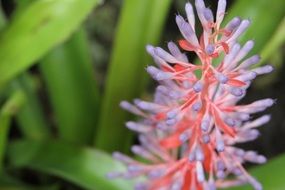 pink and white tropical flower and green leaves