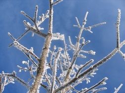 tree branches in hoarfrost