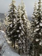 pines and firs in the snow