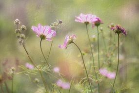 photo of spring pink flowers