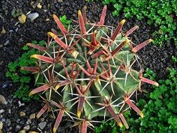 captus in a garden