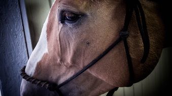 equestrian horse