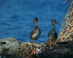 two wild ducks near blue water