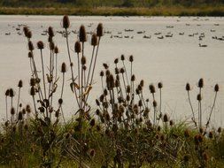 distant view of the geese on the lake
