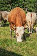 cows are eating grass in a pasture