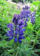 purple mountain flowers