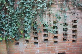 green climbing plant on a brick wall