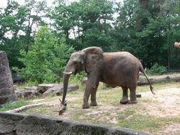 thick-skinned elephant
