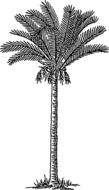 perfect beauty palm tree