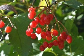 red rowanberries nature