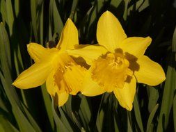 two yellow daffodils and dark green leaves