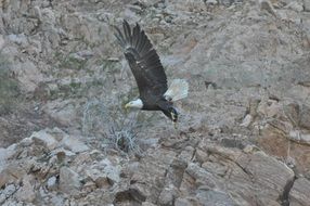 stunning bald eagle bird