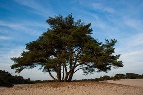 mighty green tree in the dunes