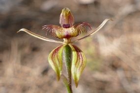 wild spider orchid flower