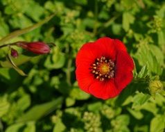 bright red flower in the national botanic garden of wales