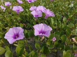 extraordinary beauty flower