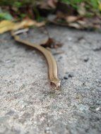 a snake in the forest close-up on blurred background