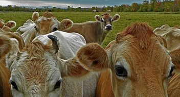 Cattle herd on a pasture