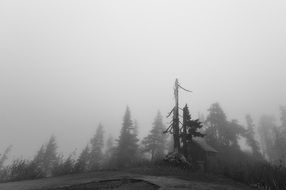 photo of foggy forest on the hill