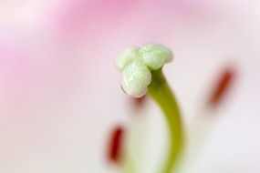 anther bloom