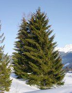 coniferous trees on a hill in the snow