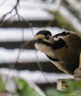 woodpecker in attention