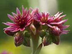 bouquet of pink flower on a blurred background
