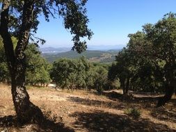 cork oak on the mountain