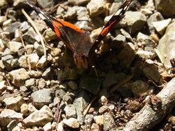 insect butterfly