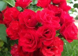 cluster of red roses