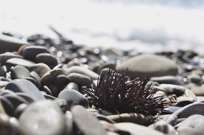 macro photo of sea urchin on the rocks