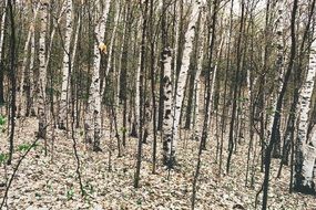 extraordinarily beautiful trees white bark