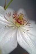 natural white flower