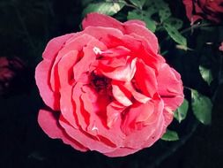 pink rose on a bush in the garden