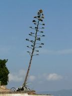 agave on a background of blue sky