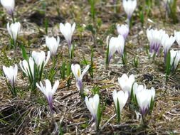 white alpine crocuses in spring
