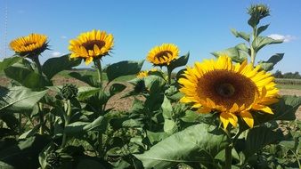 big beautiful sunflower on a sunny day