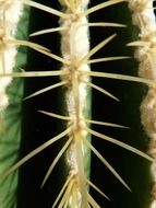 Spurs cactus closeup