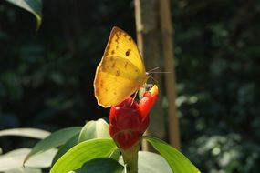 yellow butterfly on red flower closeup