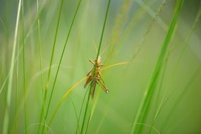 grasshopper on grass blade, macro