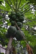 bottom view on papaya fruit, Ceylon