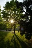 tree shadow on green grass