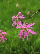 pink campion flower