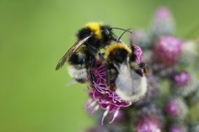 two bumblebees on a flower close up