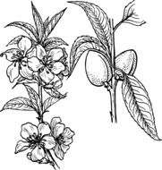 clipart of painted botanical almond flower