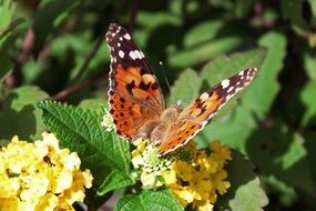 Butterfly among the flowers in nature