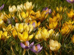 colorful flowering crocus close-up